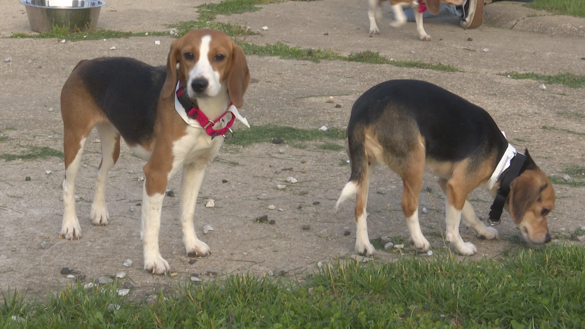 1,500 dogs rescued from Wisconsin farm; 10 enter foster care in the Ozarks