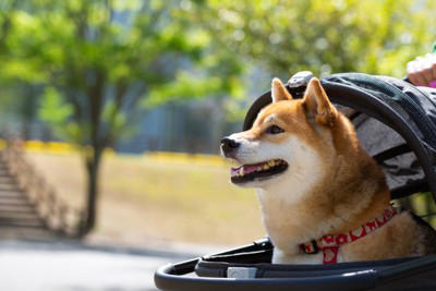 犬が不満を感じる『散歩の仕方』５選 毎日の散歩を楽しんでもらうためにできることまで