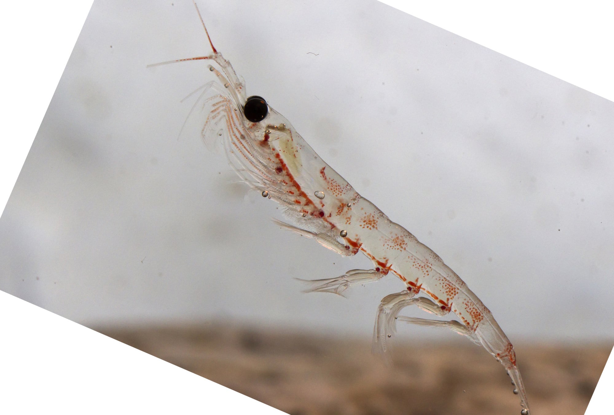 From sea to sight: Chinese study finds aquatic virus can infect human eyes
