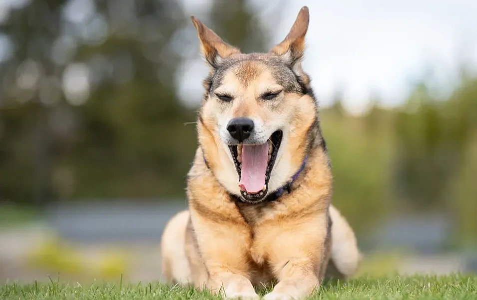 Decode your dog's secret signals like a pro