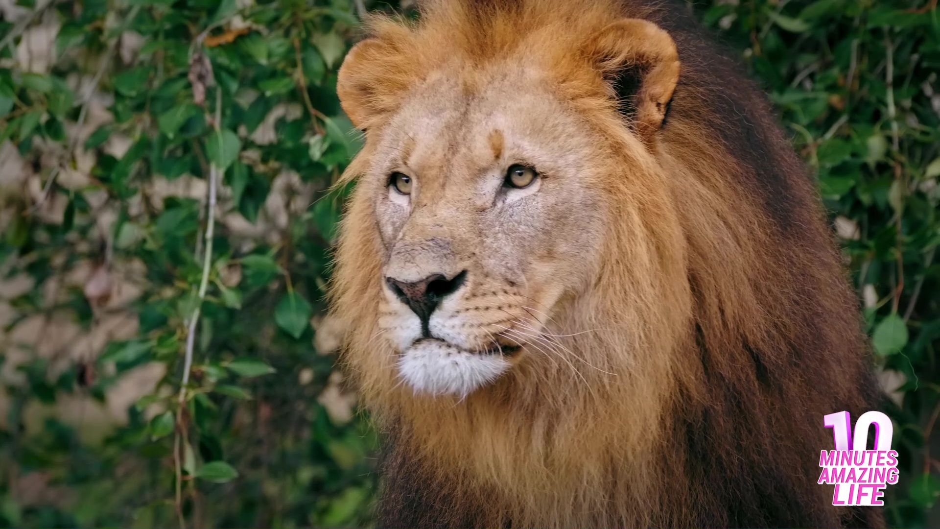 African lion maintains sharp focus while guarding wild territory