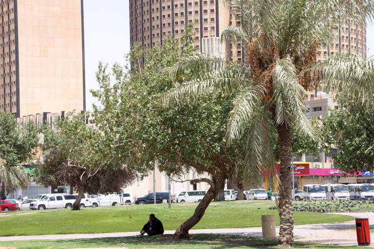 Trees cool cities but places that need them the most don't have enough