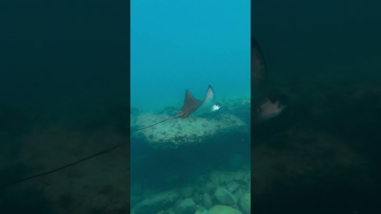 Giant eagle rays swim inches from divers