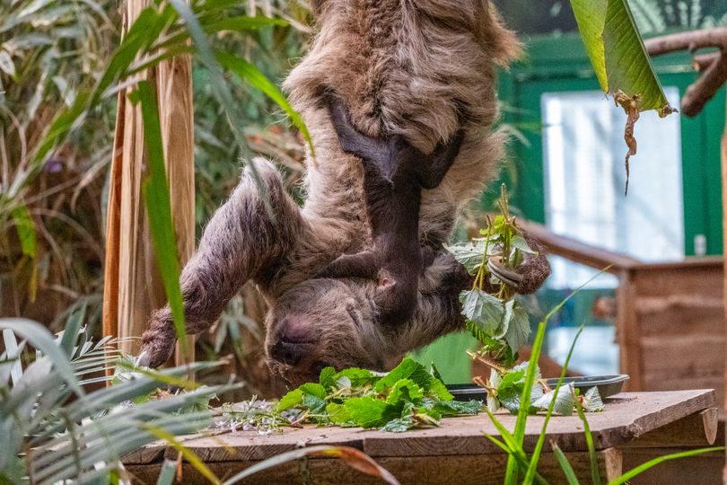 Say hello to the first sloth ever born in Scotland - and he's named ...