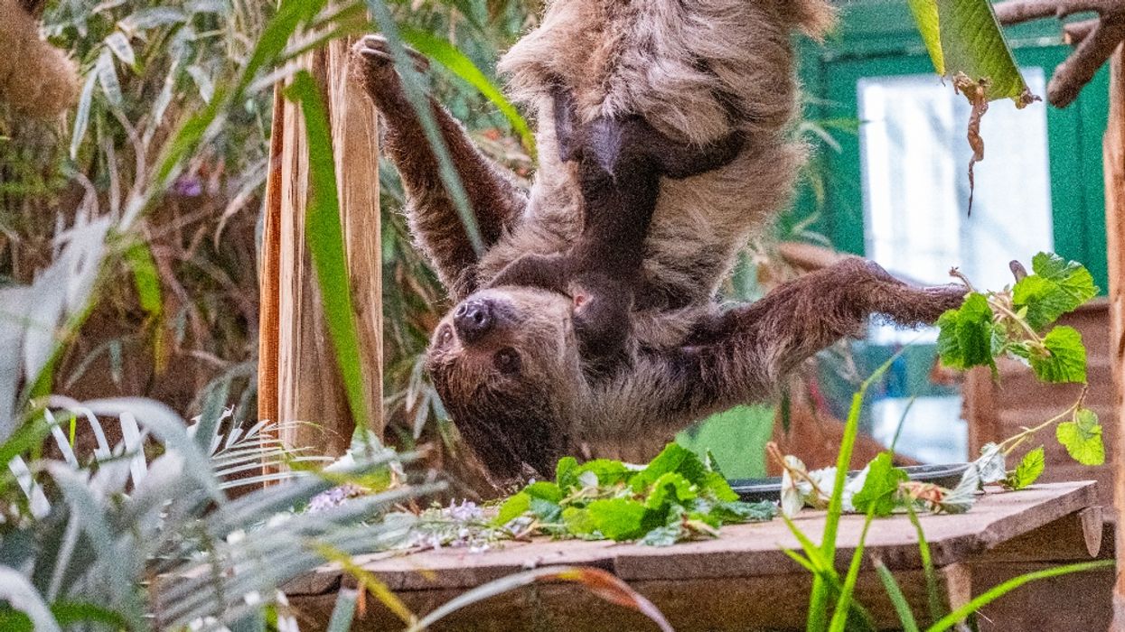 First sloth born in Scotland – and he’s been named after David Attenborough