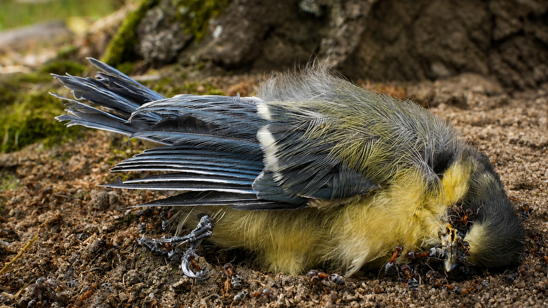 Camera trap reveals nature’s cleanup crew feeding on a fallen bird