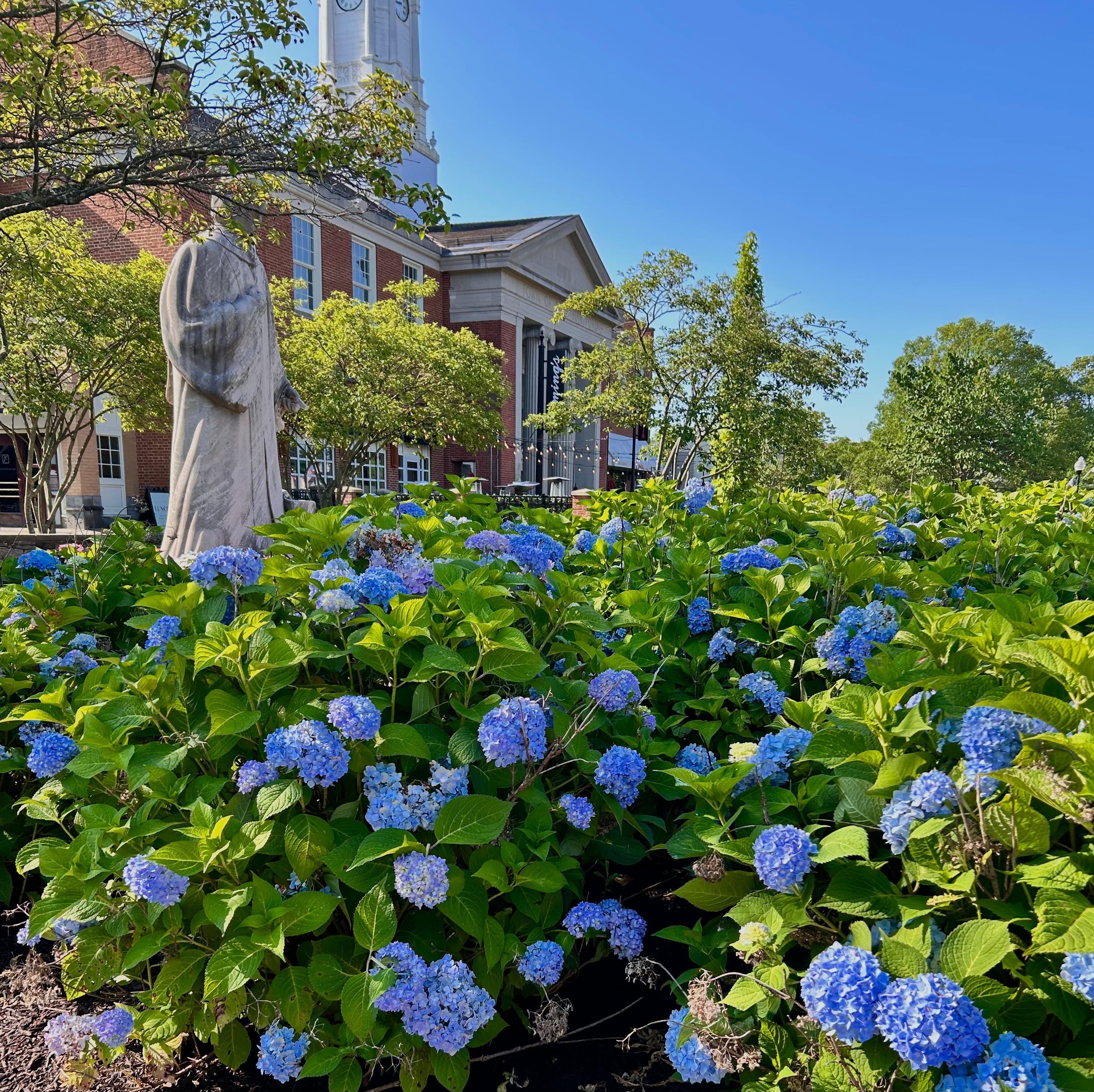 Blue Hydrangeas in West Hartford, CT