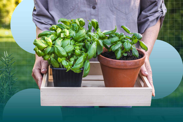 I’m a master gardener—these are the 5 herbs you should be growing (they ...
