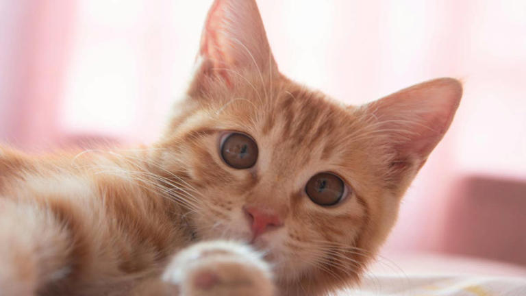 Paralyzed orange cat's little casts make it look like he's wearing ...