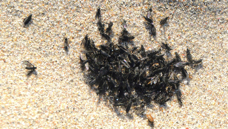 Plague of mating flies swarm Scottish beach just weeks after beetle ...