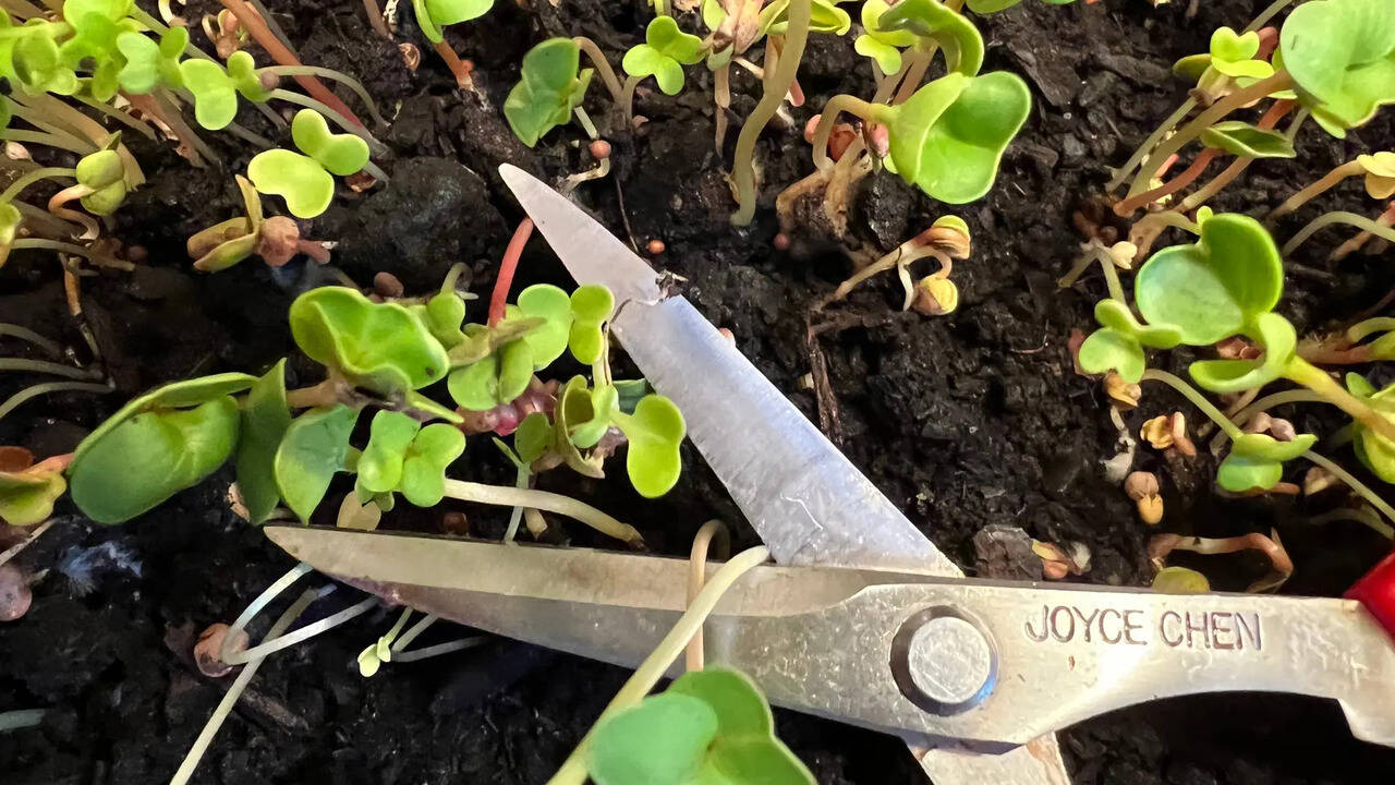 Maximizing harvests through microgardening on small spaces