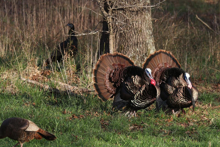 Missouri turkey hunters harvest more than 50,000 birds during spring ...