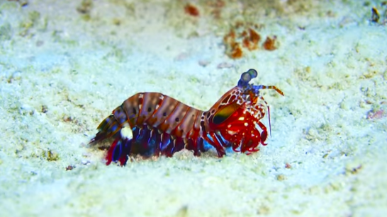 These creatures were built to break bones - this is nature’s fastest killer