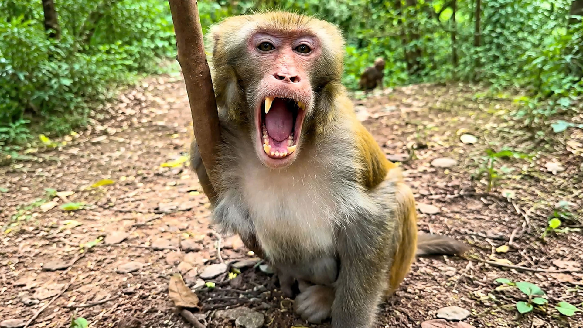A monkey shows strong reaction after being disturbed by humans