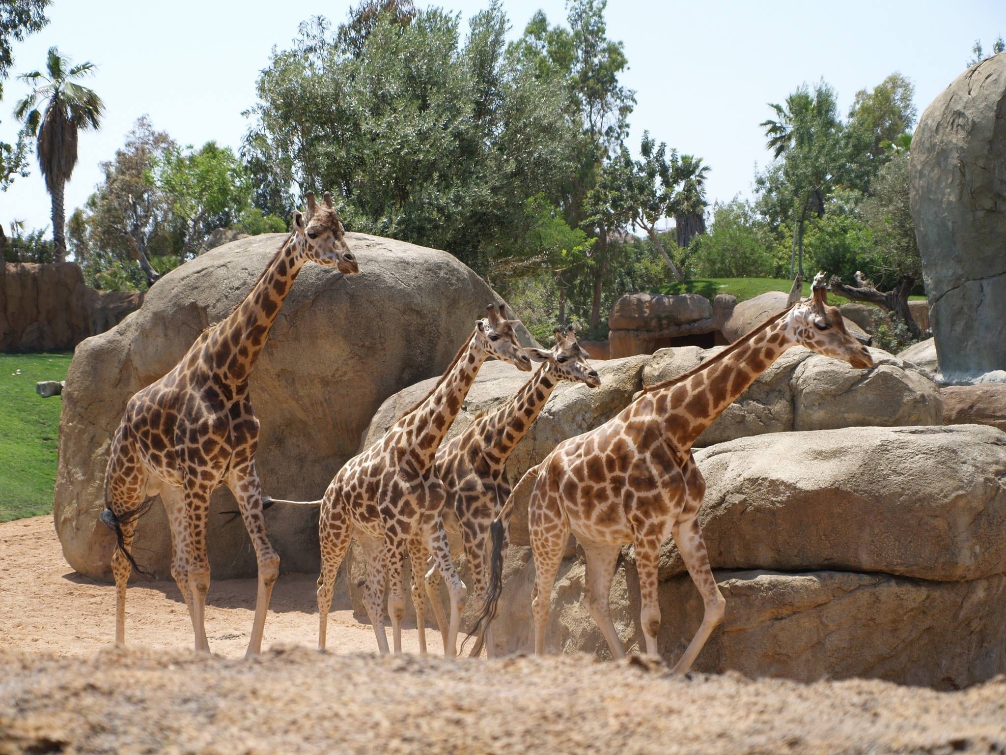 Un zoo français devient un exemple mondial pour la protection animale