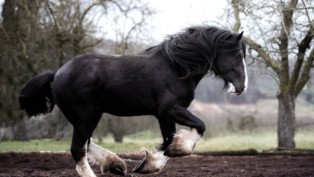 Massive stallion keeps looking for the camera like he knows he’s the star