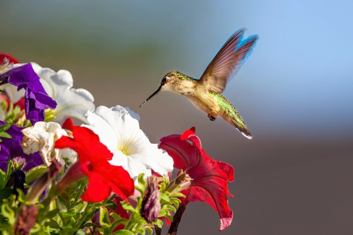10 award-winning flowers that hummingbirds adore