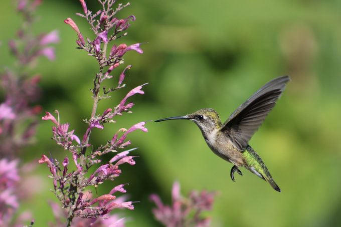 Plant this hummingbird mint for a yard full of pollinators