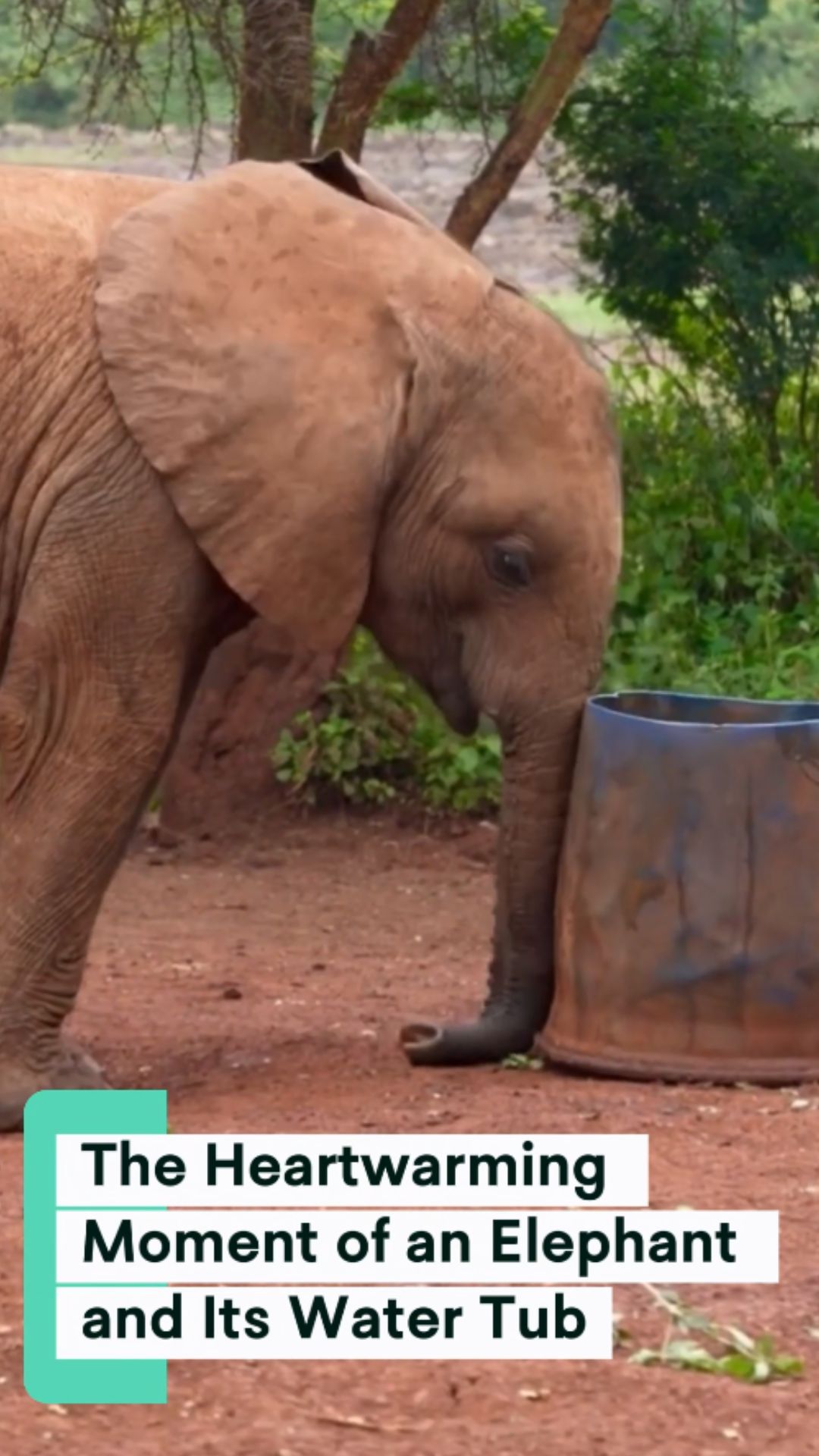 The heartwarming moment of an elephant and its water tub