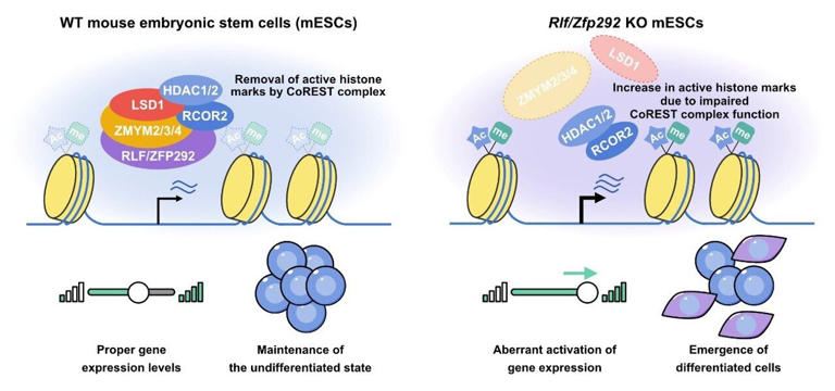 Two proteins, one goal: New findings on stem cell differentiation