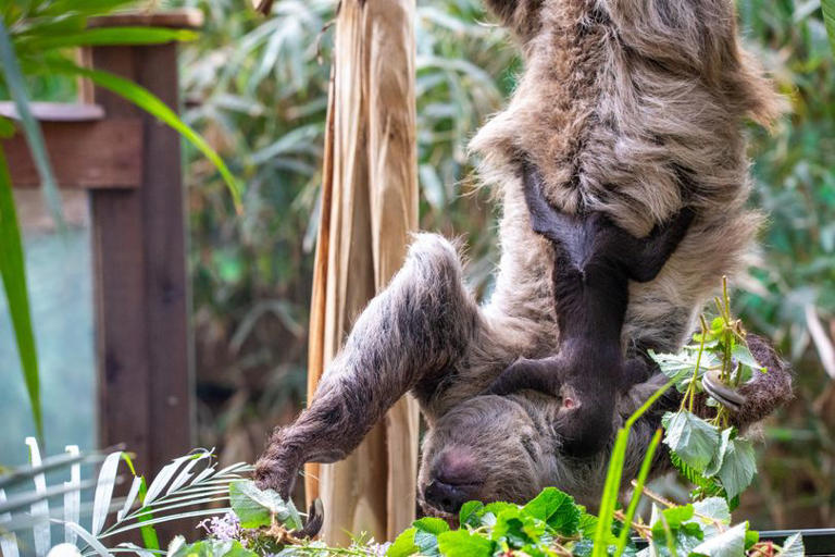 Say hello to the first sloth ever born in Scotland - and he's named ...