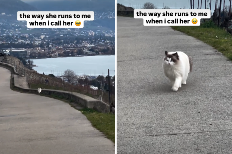 Way ragdoll runs to owner when she calls her name melts hearts: 'Peak cat'