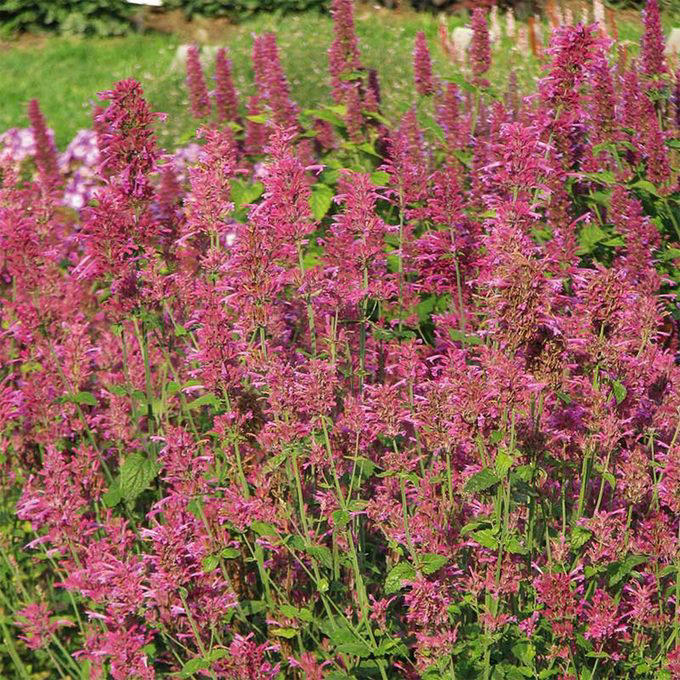 Plant this hummingbird mint for a yard full of pollinators