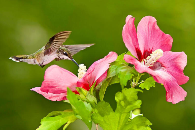How to create an ideal hummingbird habitat