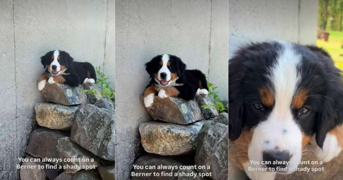 Puppy finds perfect 'cool rock' to take a nap
