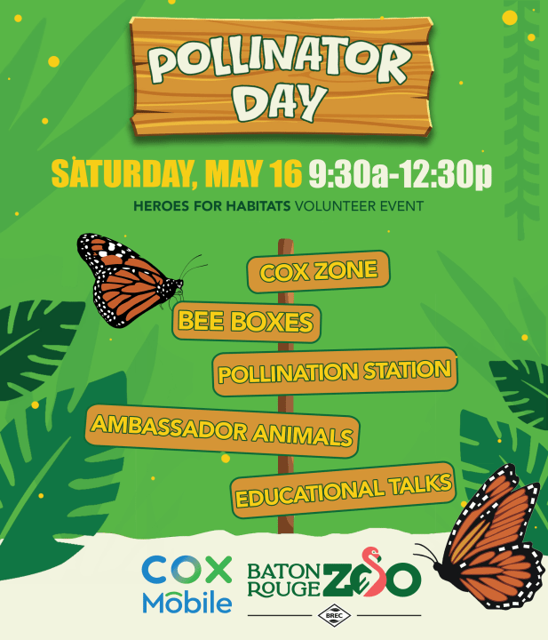 Pollinator Day at Baton Rouge Zoo focuses on bees, butterflies, and ...