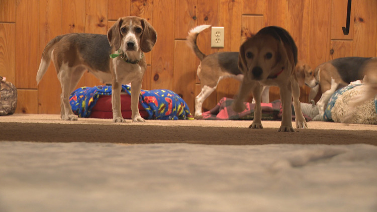 Beagles rescued from Wisconsin testing facility start new life at New ...