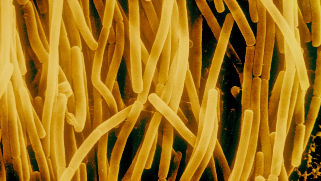 Chinese scientists create plastic that self-destructs in six days