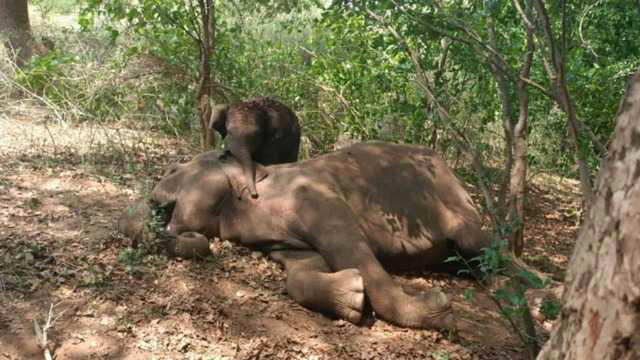 Elephant calf seen mourning beside dead mother in Ramanagara forest
