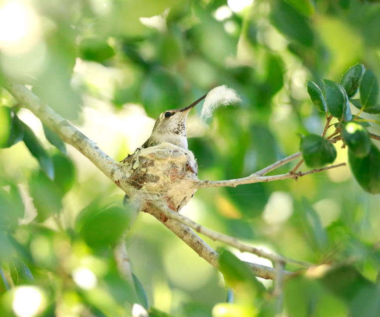 Want hummingbirds to nest in your yard? Use these 9 surprising and ...