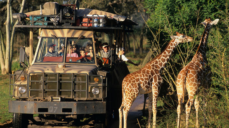 Not Epcot, not Magic Kingdom: This is Disney World's largest park