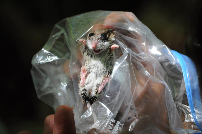 What the (rather brief) history of hantavirus reveals about its spread