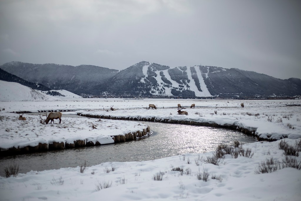 Elk Refuge disease discovery calls for talk of reducing size of nation ...