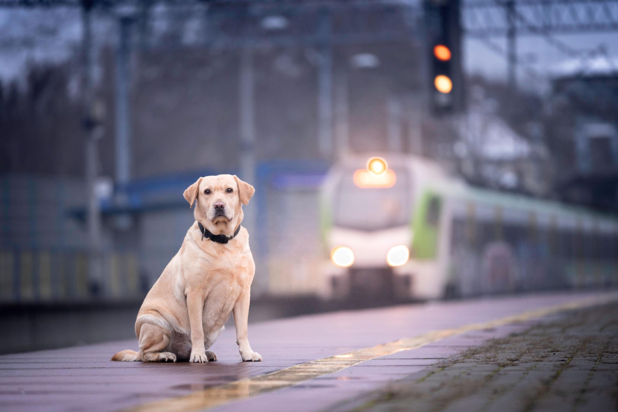 Il cane che prendeva il treno ogni giorno aveva una destinazione precisa
