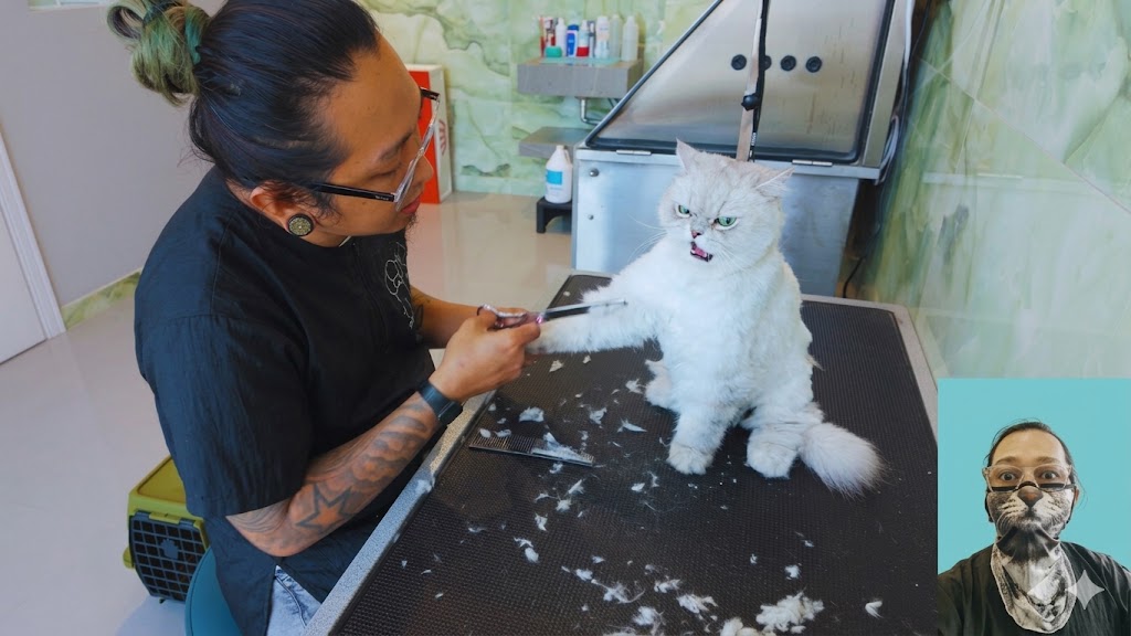 Unfriendly cat Cloud is back 🙀