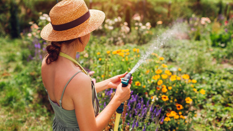 The ground cover you won't want to grow if you're trying to keep ...