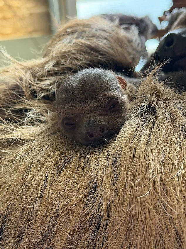 Atty boy! Scotland's first baby sloth is born at Edinburgh Zoo - and ...