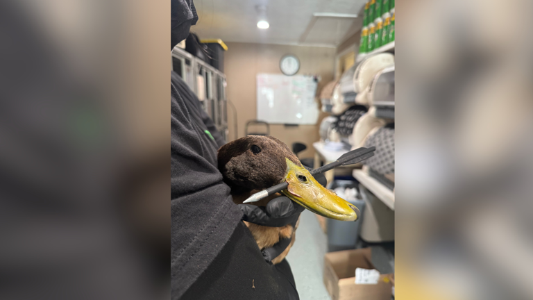 Duck on mend after found with arrow through its bill at Mass. pond