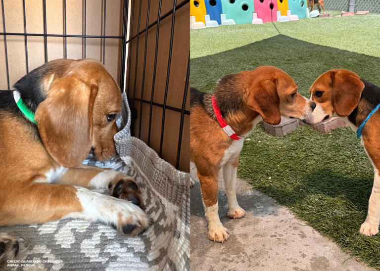 18 beagles rescued from research facility experience freedom at Florida ...