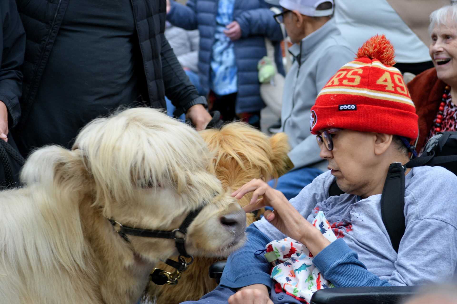 Mini cows bring joy to adults with developmental disabilities in ...