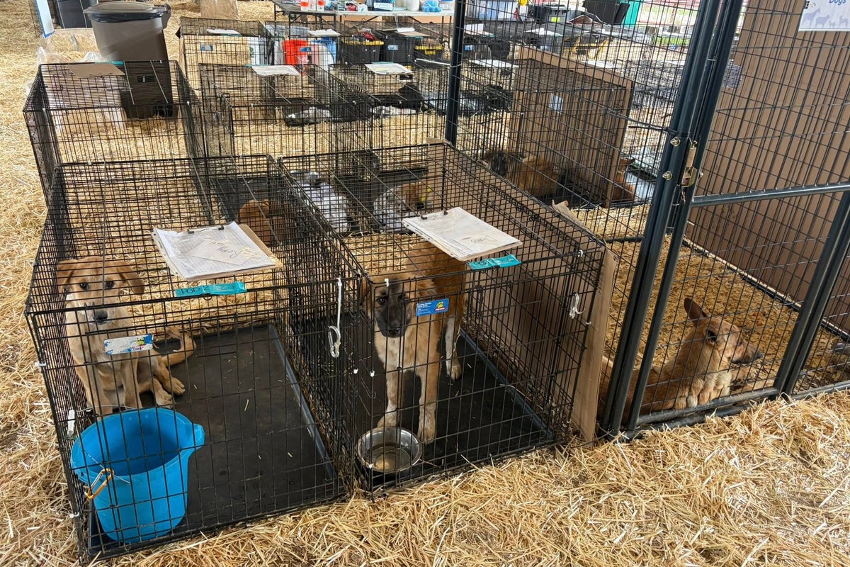 More than 125 dogs rescued from deplorable 'hoarding' homes in Texas