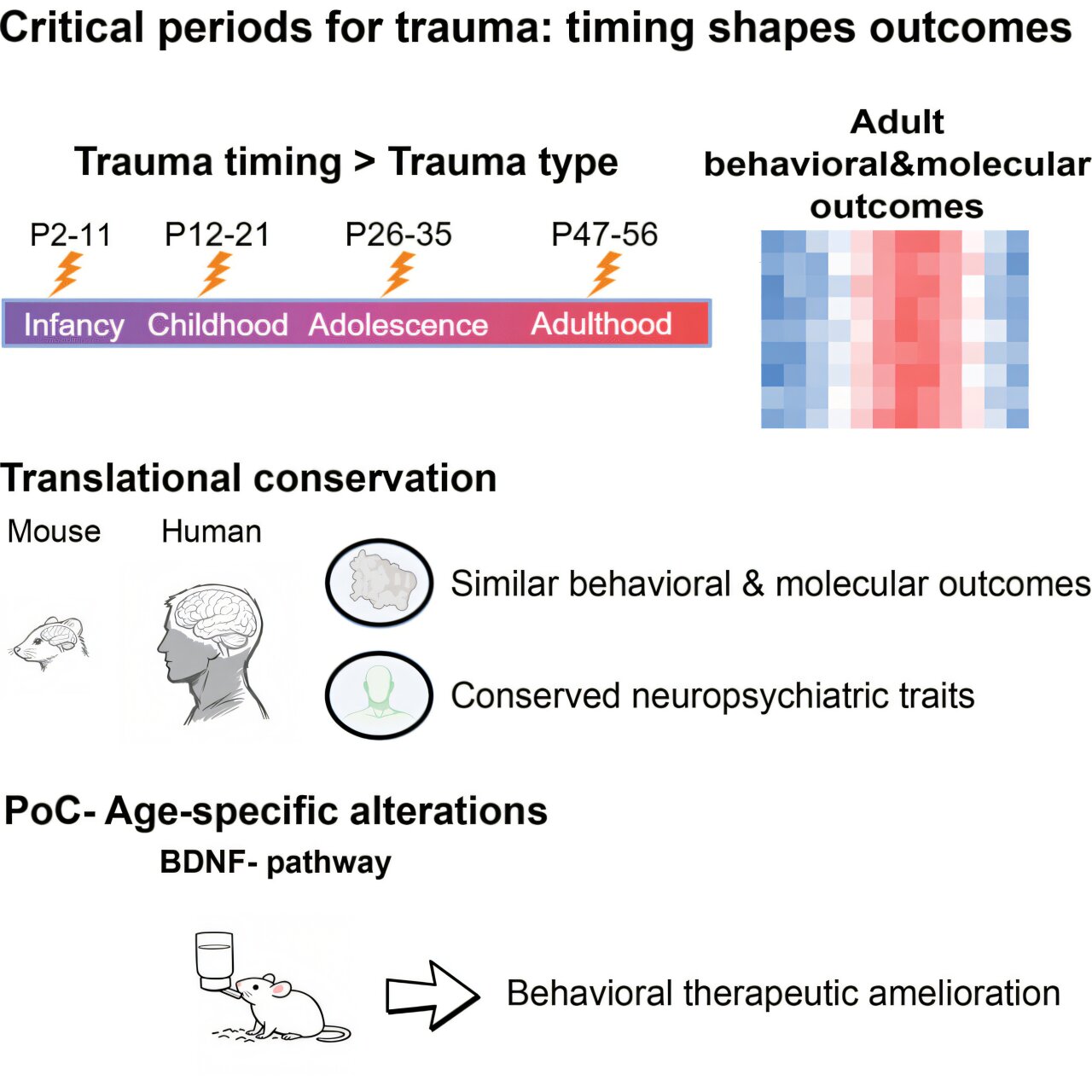 How the timing of trauma leaves a lasting mark on the brain and behavior