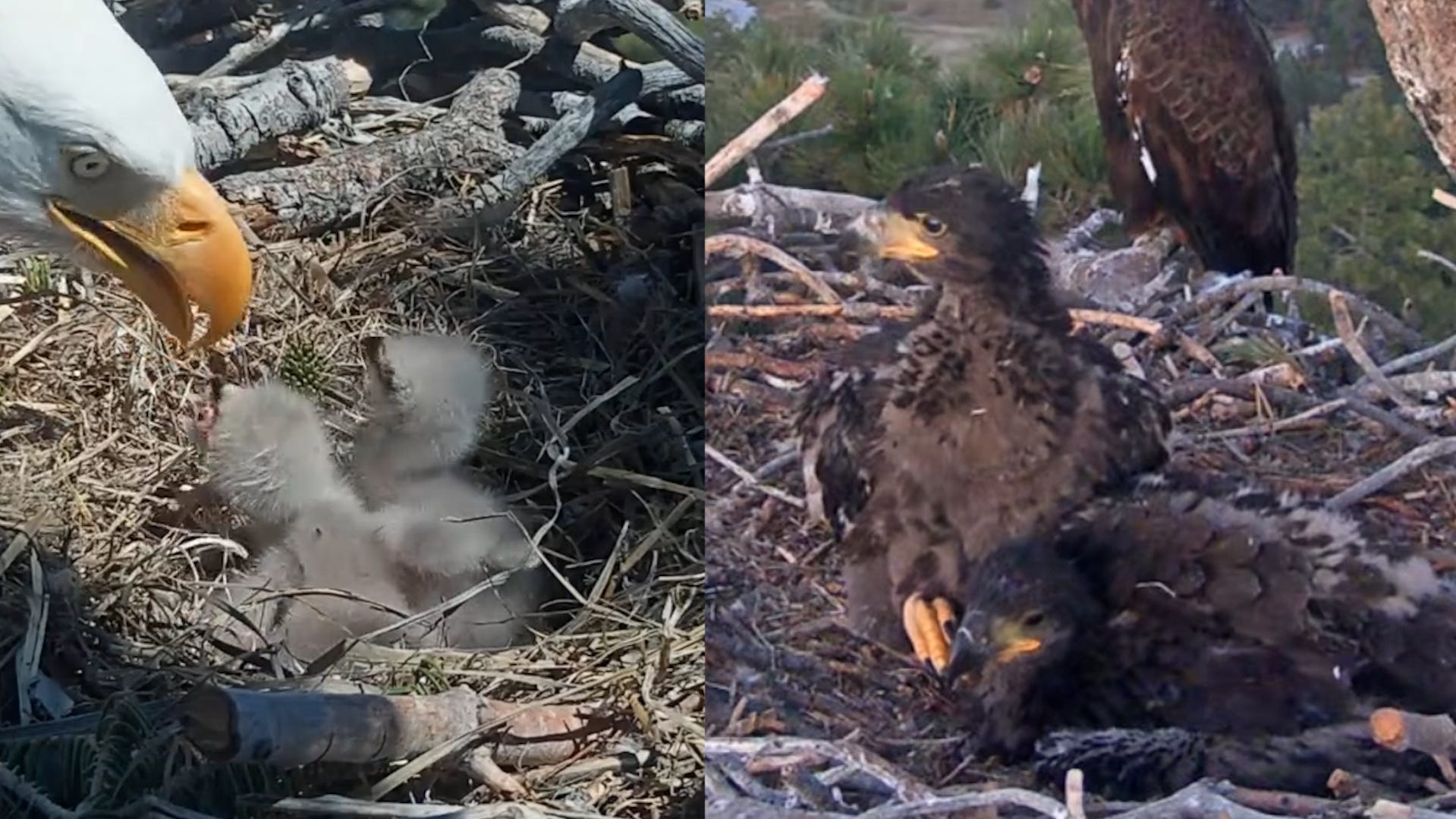 Jackie and Shadow's eaglets are growing. See how big they are now.