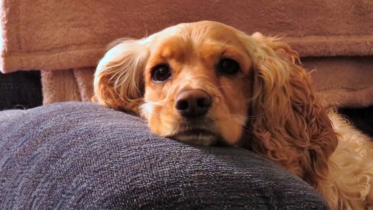 9 signs your dog might be depressed, according to veterinarians