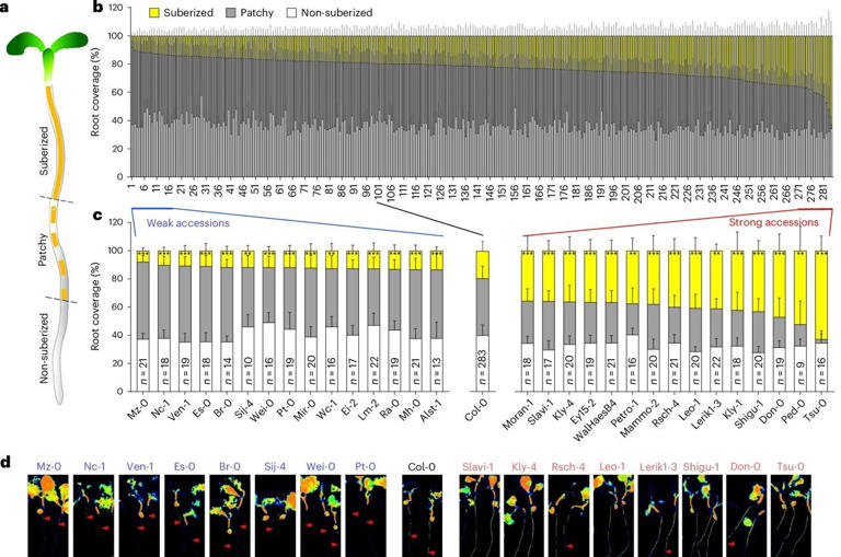 Roots reveal climate adaptation as 284 plant varieties reshape water ...