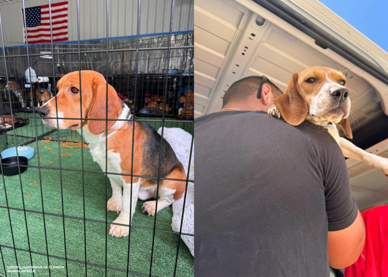 18 beagles rescued from research facility experience freedom at Florida ...